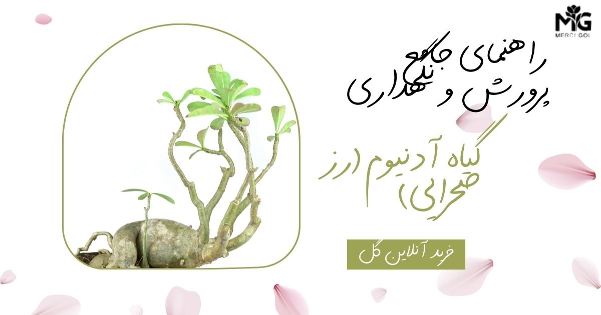 راهنمای جامع پرورش و نگهداری گیاه آدنیوم (رز صحرایی)