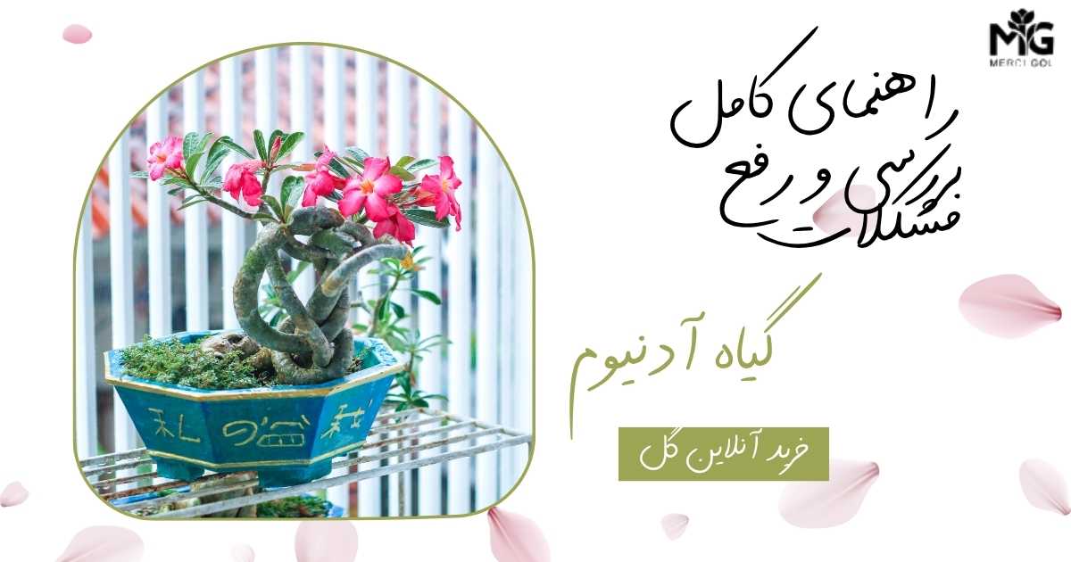 راهنمای کامل بررسی و رفع مشکلات رایج گیاه آدنیوم (رز صحرایی)