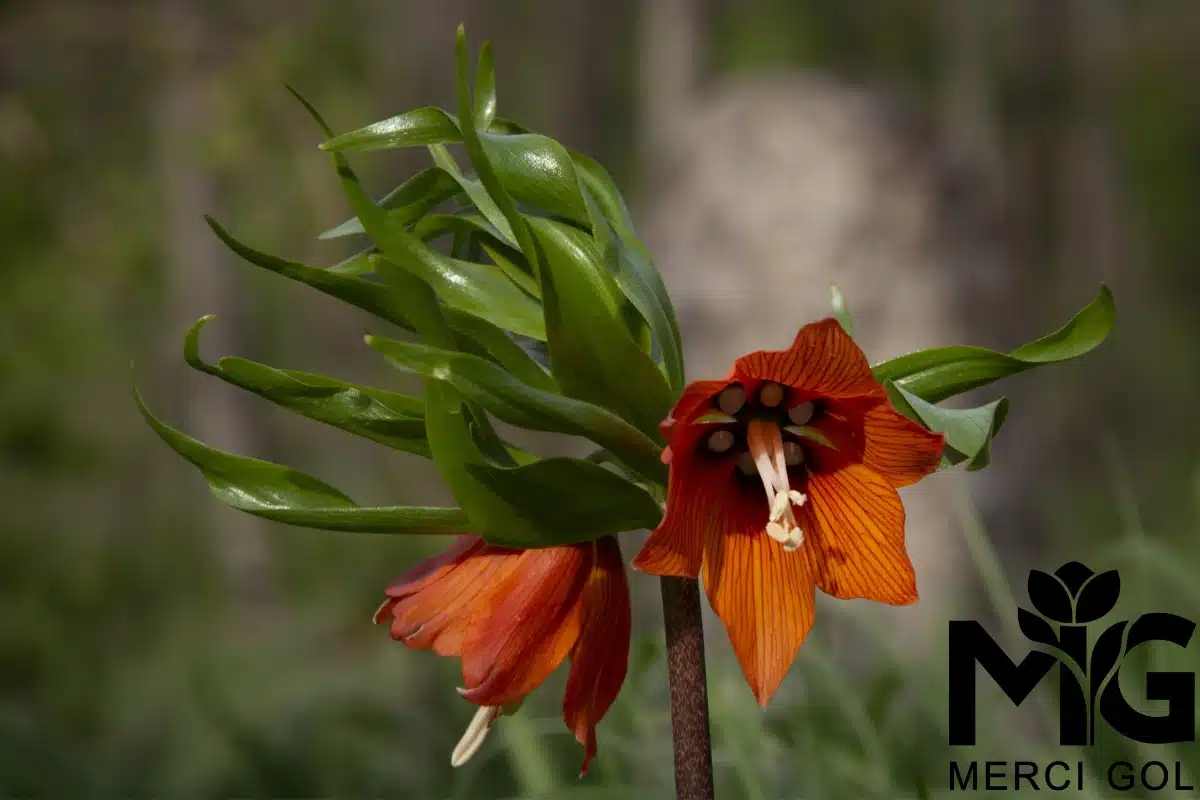 Macrorrhiza