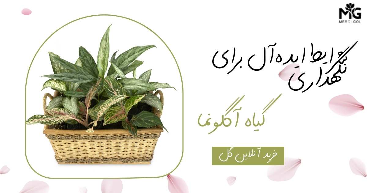 شرایط ایده‌آل برای نگهداری گیاه آگلونما