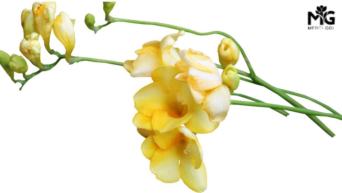 گل فرزیا