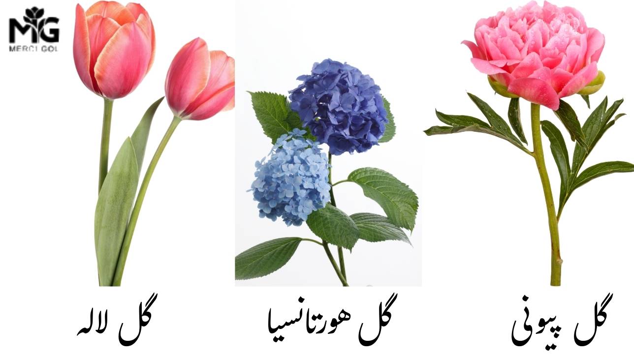 گل های نامزدی
