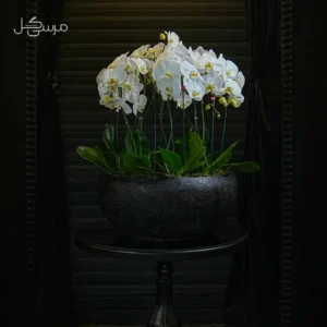 گلدان ارکیده GR001