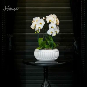 گلدان ارکیده GR003