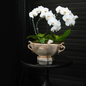 گلدان ارکیده GR006