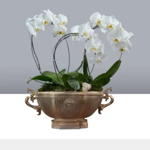 گلدان ارکیده GR006