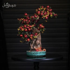 درختچه بونسای انار یلدایی YA011