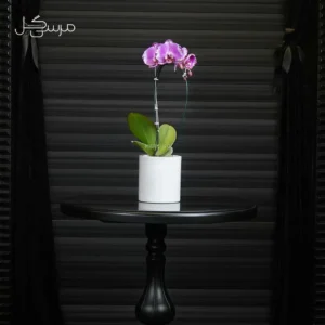 گلدان ارکیده GR014