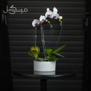 گلدان ارکیده GR016