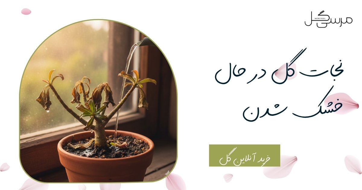 نجات گل در حال خشک شدن؛ وقتی هنوز برای زنده ماندن دیر نشده