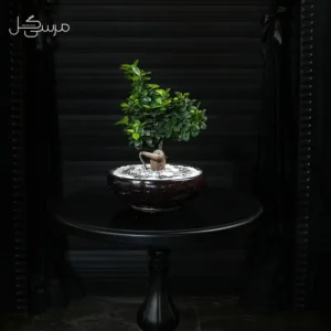 بونسای شمشک