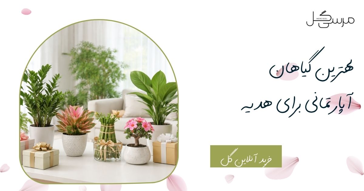 بهترین گیاهان آپارتمانی برای هدیه تولد، تبریک و افتتاحیه