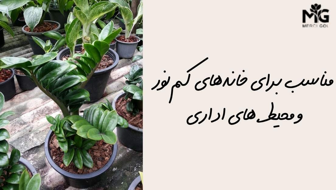 زاموفیلیا